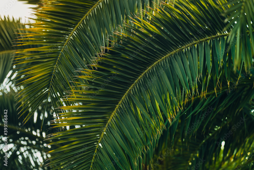 Tropical jungle, palm leaves on a sunny day, sky. Tropical jungle, palm leaves on a sunny day, sky.
