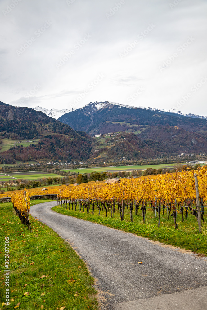Fototapeta premium Vineyard near Jenins Switzerland in the Autumn
