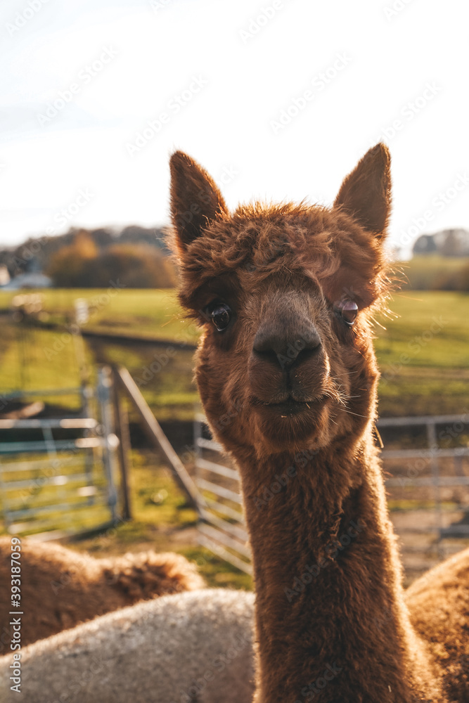 Obraz premium Alpaka