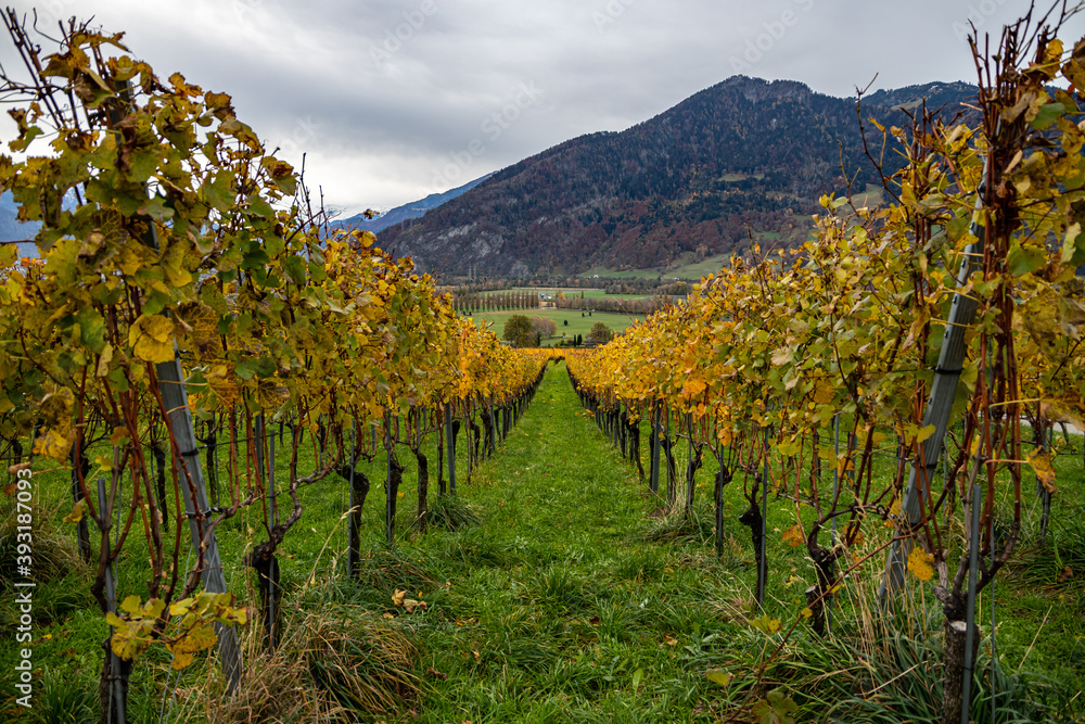 Vineyard near Jenins Switzerland in the Autumn