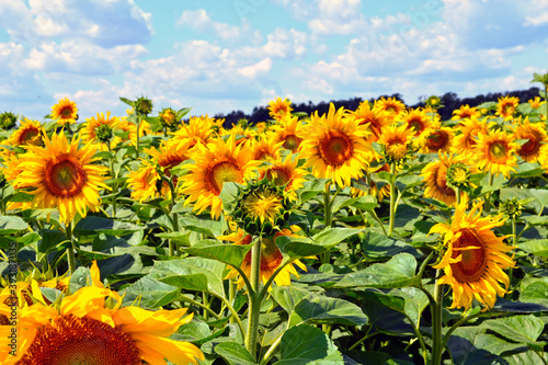 Colorful sunflowers in field  blue sky