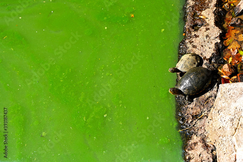 Green polluted water and two small turtles, standing on right side.