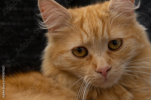 Closeup shot of red cat looking at camera 