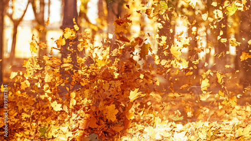 Flying yellow leaves on the...