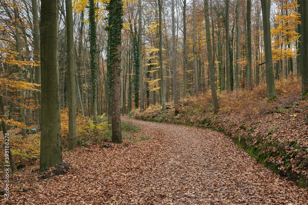 Obraz premium Herbstlandschaften