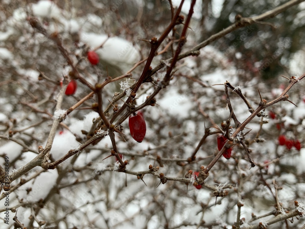 A barberry bush is leafless but the berries hang on through the wintertime. A barberry bush is leafless but the berries hang on through the wintertime.