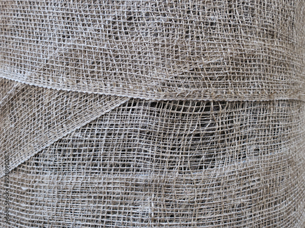 tree wrapped in jute to protect its stem