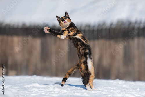 Fototapeta Naklejka Na Ścianę i Meble -  Funny cat playing in the snow in winter
