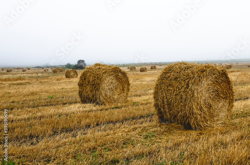 Straw field in the morning fog. Bales in a meadow. All surrounded by fog.