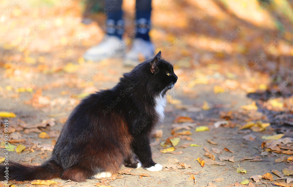 Photo of a beautiful cat in the autumn Sunny forest