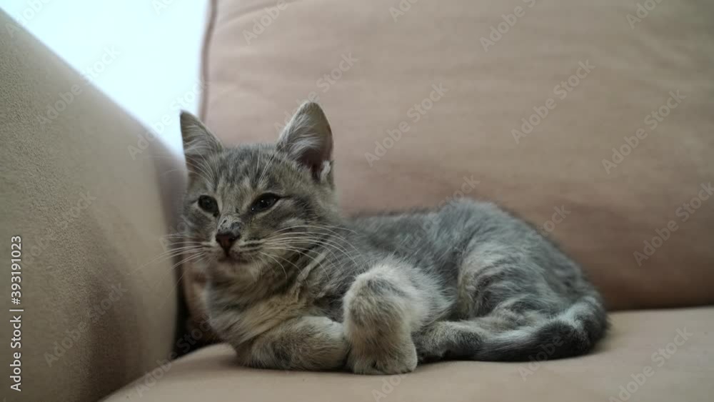 Grey kitten lies on the couch. High quality 4k footage Grey kitten lies on the couch. High quality 4k footage