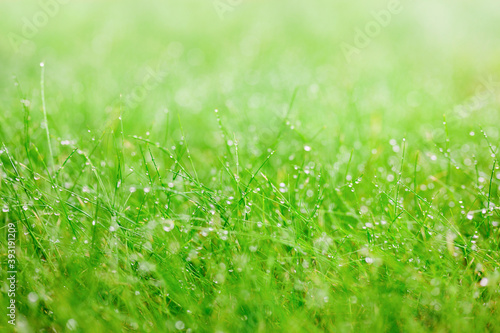 Green grass with raindrops. Shallow depth of field, blurred foreground and background. Focusing on a drop of water in the middle ground.