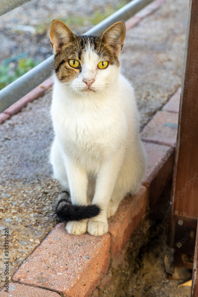 Cat looks into the camera attentively on a street of Turkey. Cat looks into the camera attentively on a street of Turkey.