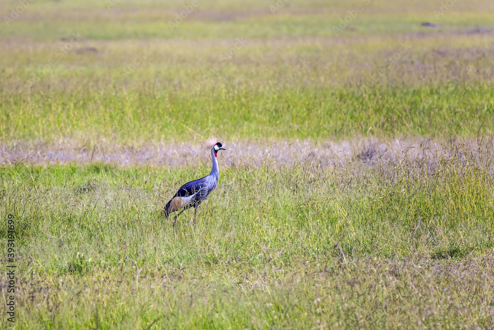 Fototapeta premium Adorable bird Crowned Crane