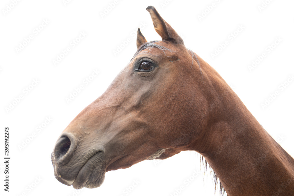 Fototapeta premium Old Horse Head