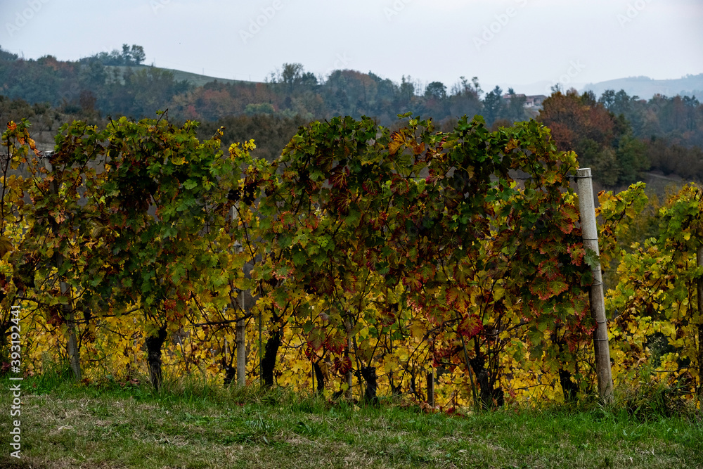 The landscapes of the Langhe with its vineyards just after the harvest, and the typically bright autumn colors in the areas near Alba