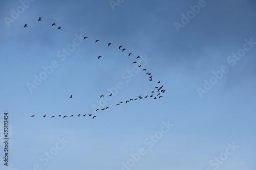 Fototapeta Gaggle of geese flying in a clear sky in Norfolk UK