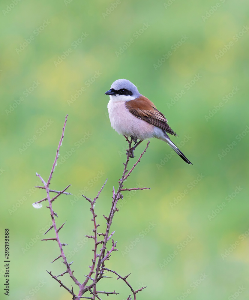 Fototapeta premium Red-backed Shrike (Lanius collurio).