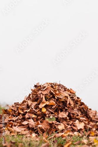 Pile with autumn leaves. Foliage leaves pile in the autumn garden. Laubblätter haufen im Herbstlichen Garten. Haufen mit Herbstblättern.