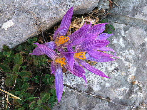 cold resistant fall crocus flower photo