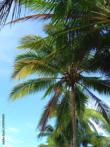 coconut tree © Nan
