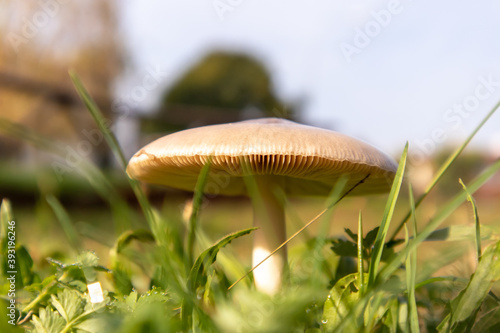 mushroom in the grass close up