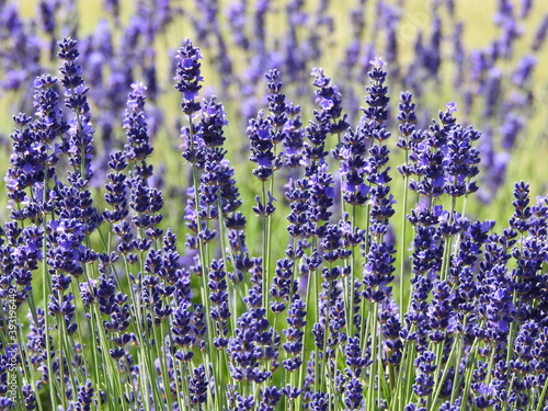 Densely growing purple-blue flowers