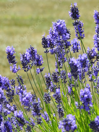 Densely growing purple-blue flowers