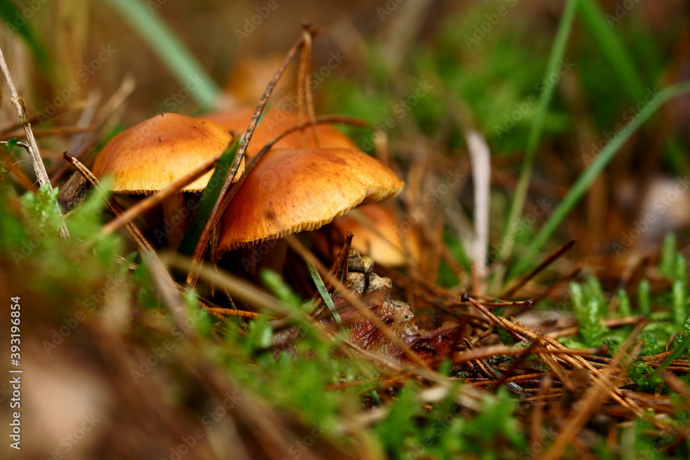 orange mushrooms in the forest orange mushrooms in the forest