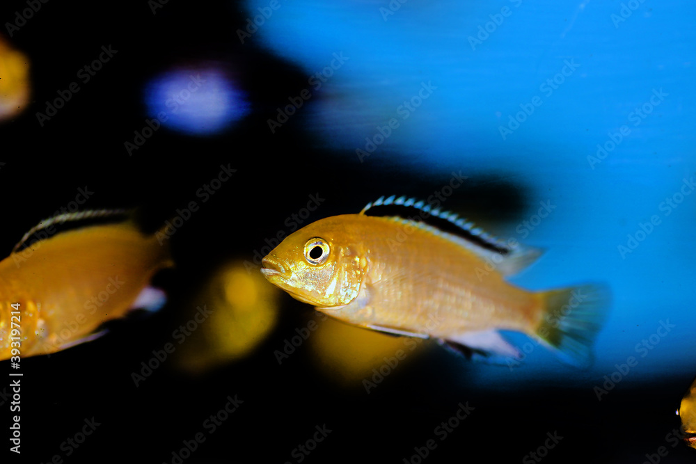 Naklejka premium Electric Yellow Afican Cichlid - (Labidochromis caeruleus)