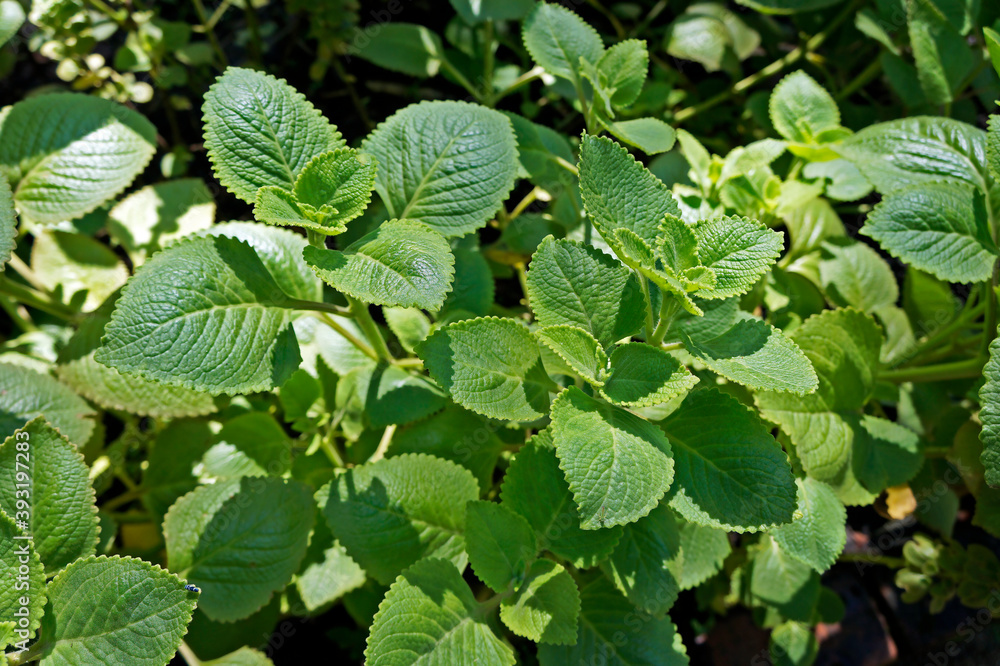 Cuban Oregano, Indian borage, Indian mint, Mexican mint, Mexican oregano or Spanish thyme (Plectranthus amboinicus). Medicinal herb. Cuban Oregano, Indian borage, Indian mint, Mexican mint, Mexican oregano or Spanish thyme (Plectranthus amboinicus). Medicinal herb.