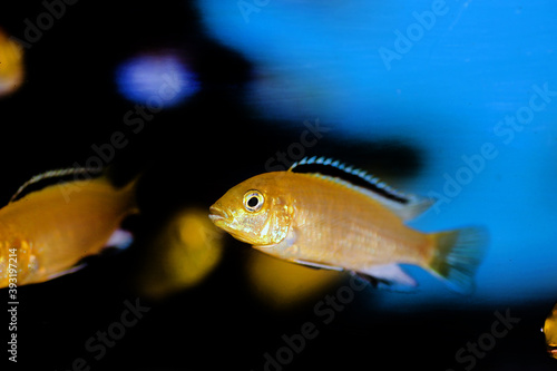 Electric Yellow Afican Cichlid - (Labidochromis caeruleus)