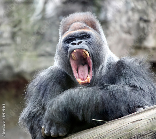Fotografia Adult dominant male gorilla yawns with its mouth open.