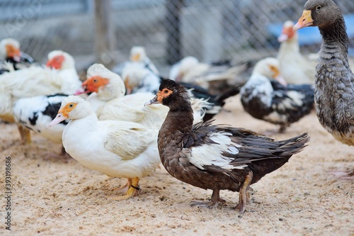 a flock of black and white musk ducks walk on the sand in the poultry yard against the background of a poultry farm. photo