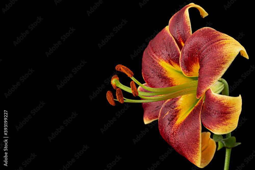 Burgundy-yellow flower of lily, isolated on black background Burgundy-yellow flower of lily, isolated on black background