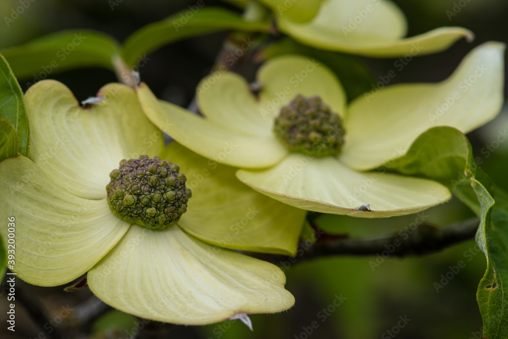 Flowers of Starlight Hybrid Dogwood (Cornus kousa x nuttallii 'KN43') Flowers of Starlight Hybrid Dogwood (Cornus kousa x nuttallii 'KN43')