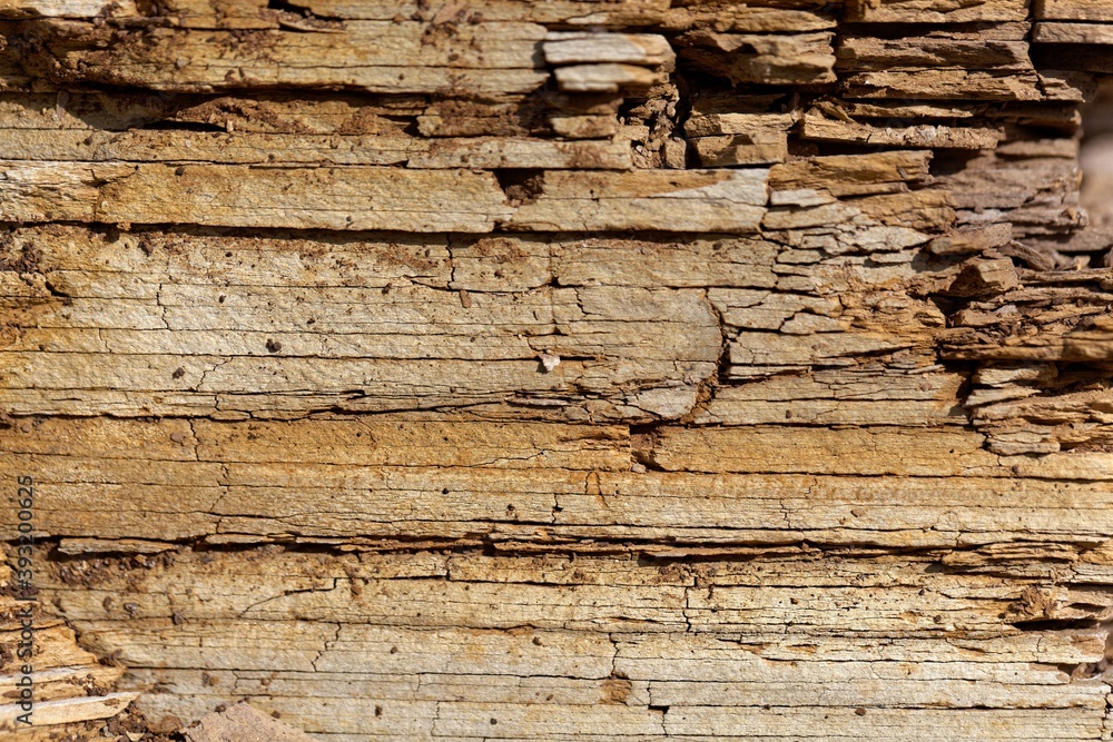 The surface of thin bedded layers of Posidonia Shale from the Lower Jurassic The surface of thin bedded layers of Posidonia Shale from the Lower Jurassic