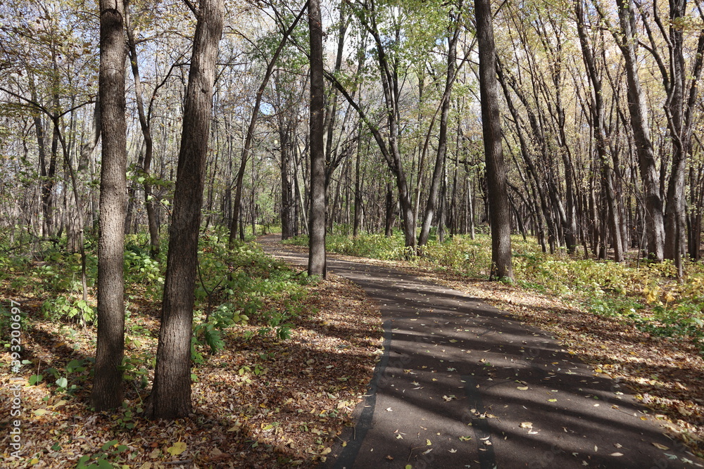 Fototapeta premium walking path in the park