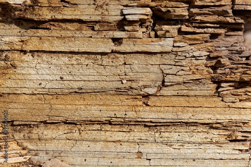 The surface of thin bedded layers of Posidonia Shale from the Lower Jurassic