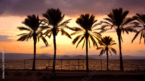 Panorama view Silhouette of palm trees with colorful sunset and twilight sky  Israel