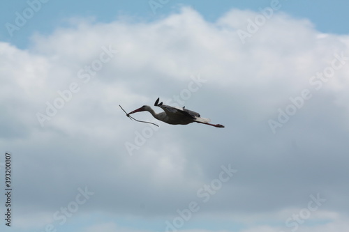 Bocian biały, Ciconia ciconia, White stork