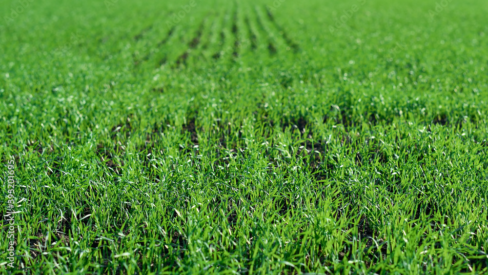 Green fields in spring. Young shoots of crops. Spring first shoots, shallow depth of field. Green fields in spring. Young shoots of crops. Spring first shoots, shallow depth of field.