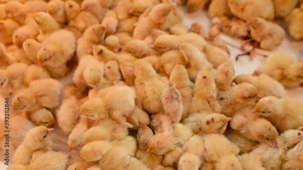 Hatching of chickens and quail in an incubator on a poultry farm. Agriculture, poultry breeding Hatching of chickens and quail in an incubator on a poultry farm. Agriculture, poultry breeding