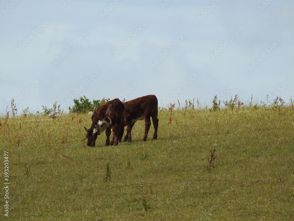 Naklejka premium Two cows in the pasture