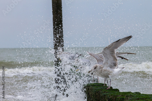 Group of seagulls on poles (wavebreakers), breaking waves photo