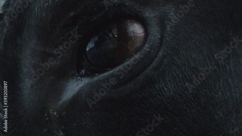 Close-up of a beautiful blinking black eye of a black unidentified bull with glare reflected in it. The concept of sadness and riddle. Avant-garde and abstract concept