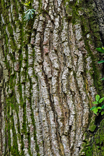 Yellow mombin or hog plum (Spondias mombin) tree trunk background