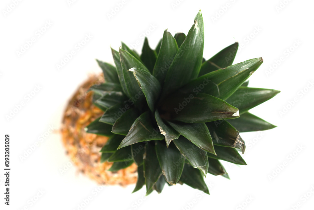 Pineapple Pineapple