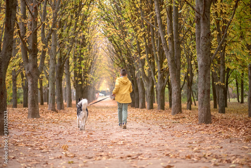 Canvas Print Back view of the boy  walking with husky dogs in the forest