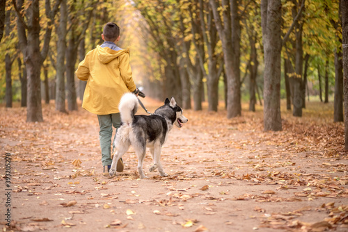 Back view of the boy is a walk witha husky dogs in the forest © iwavephoto
